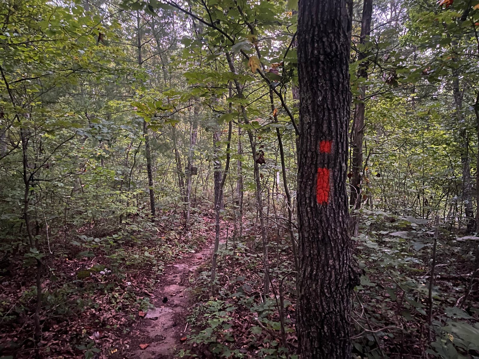 2026 The Ring Race Report Orange Trail at Signal Knob