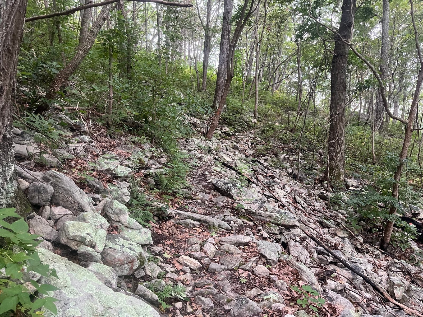 2026 The Ring Photo Album Rock garden On the Climb Up From Elizabeth Furnace