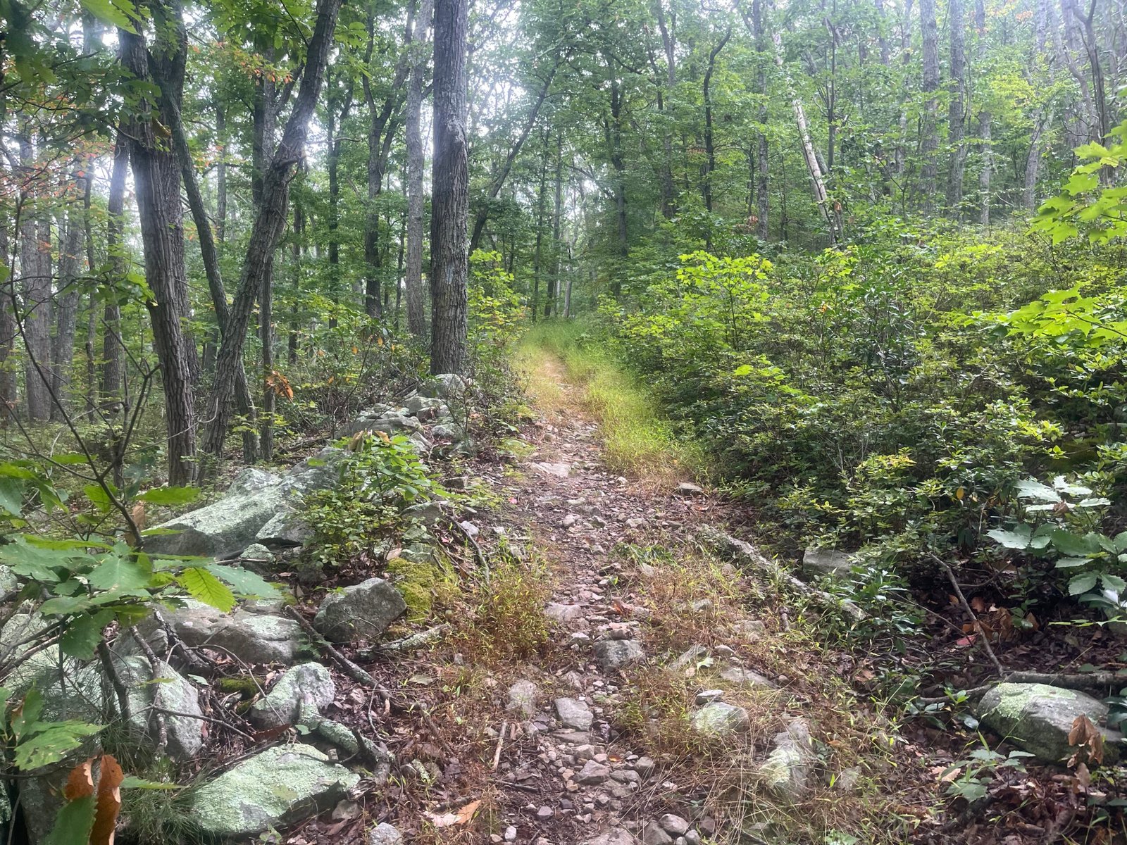 2026 The Ring Photo Album Early Trail Snapshots (first 13 miles)