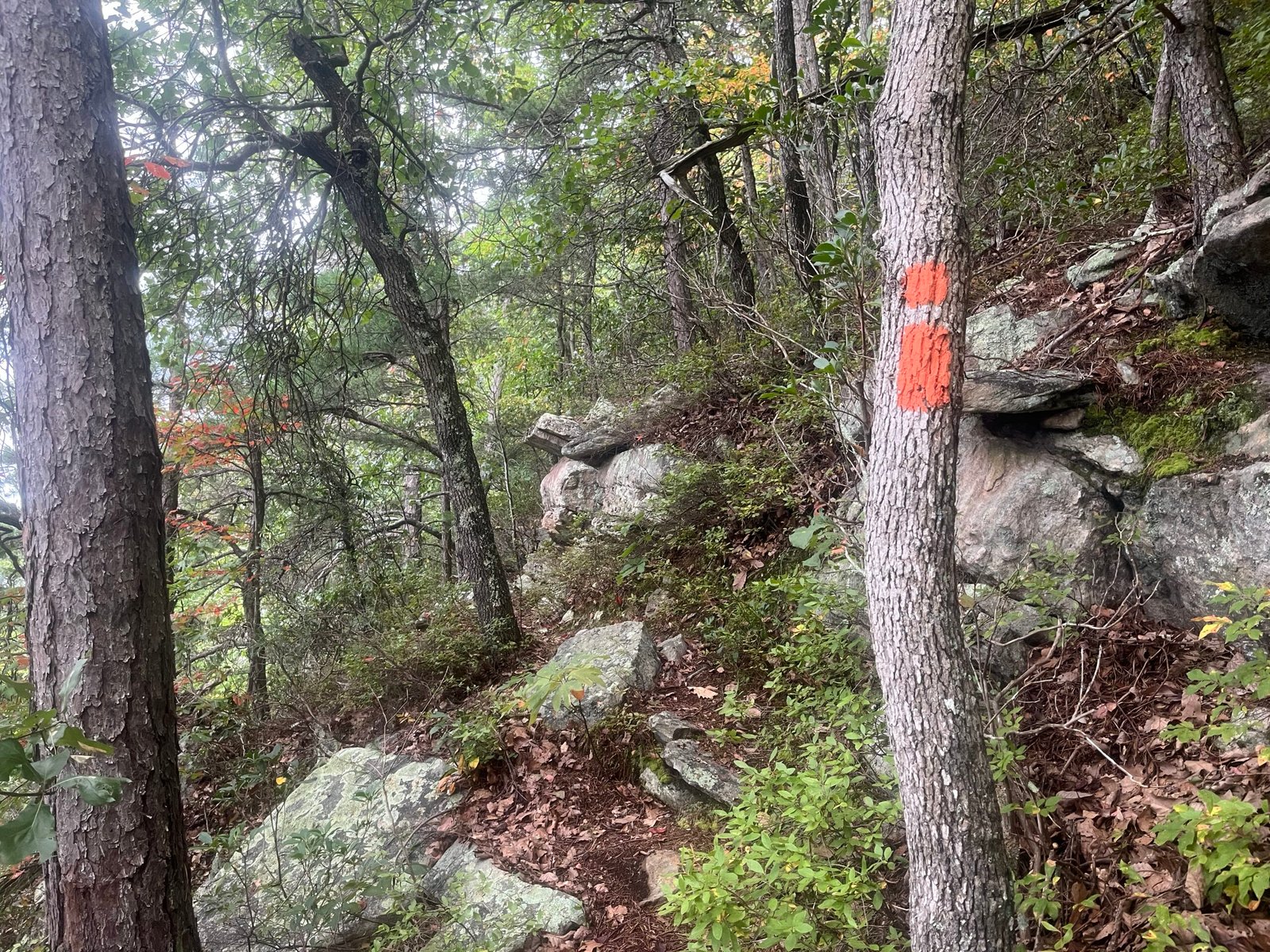 2026 The Ring Photo Album Not all trail blazes are created equal