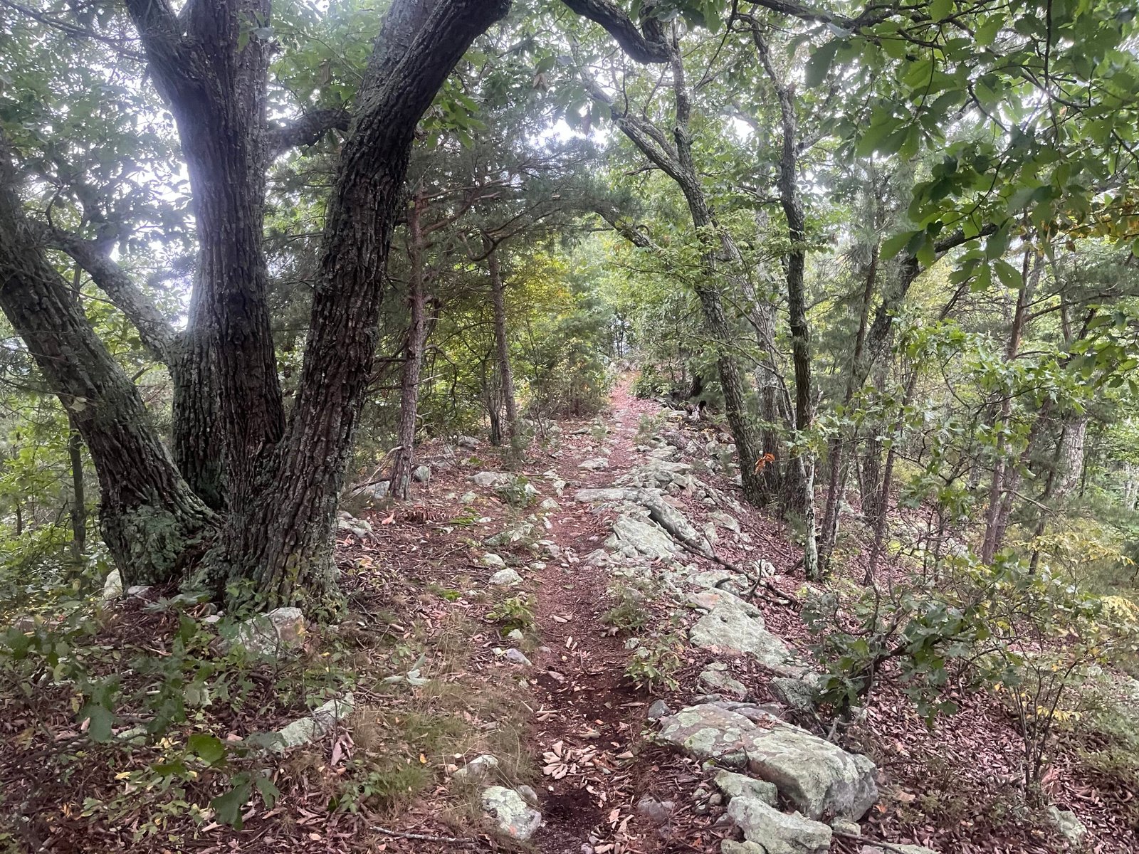2026 The Ring Photo Album Ridge running on Orange