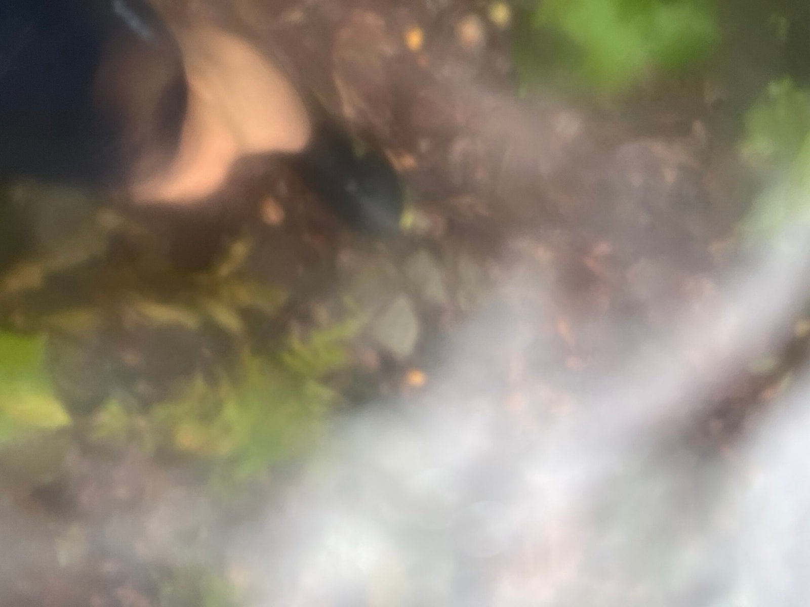 2026 The Ring Photo Album Accidental action shot
