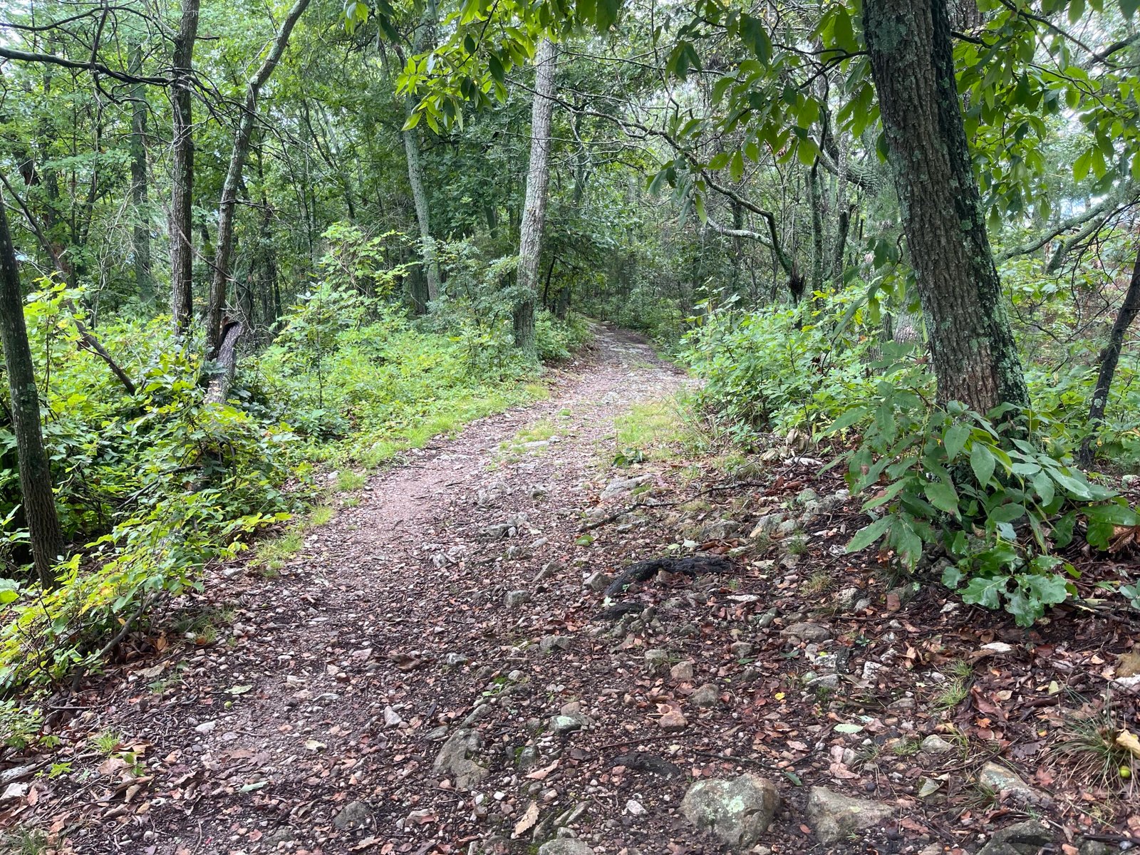 Kennedy Peak trail fire road