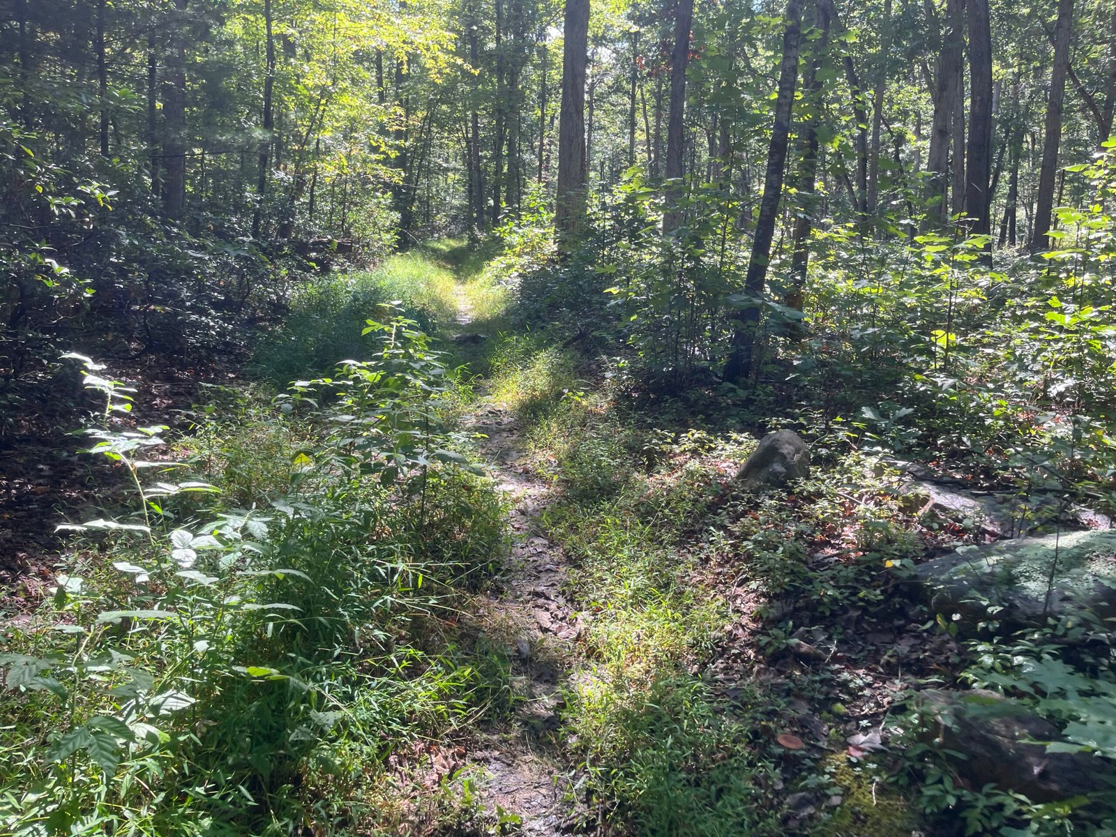 2026 The Ring Photo Album Duncan Hollow trail