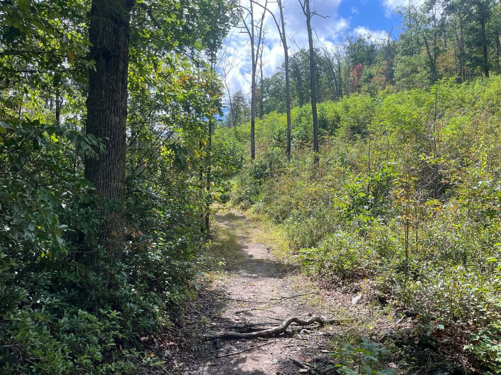 Duncan Hollow Trail
