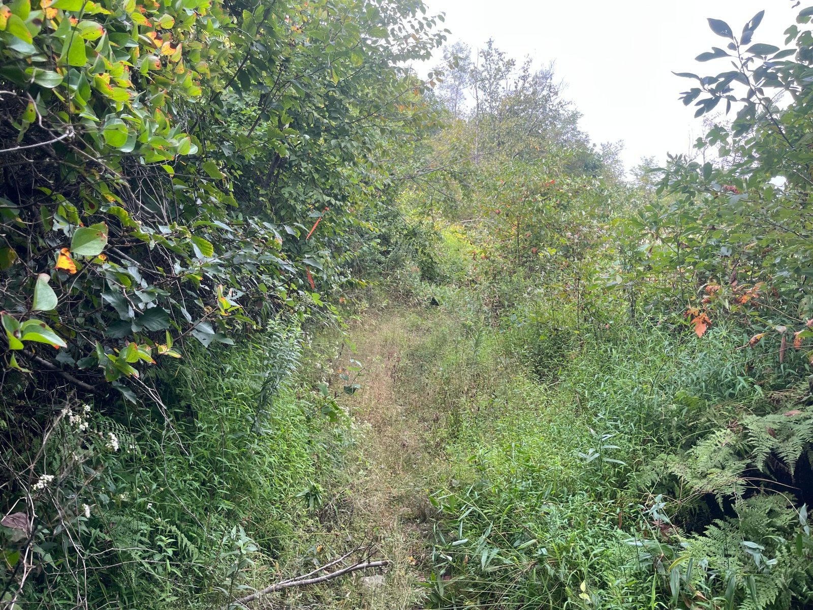 Duncan Hollow "trail" part three