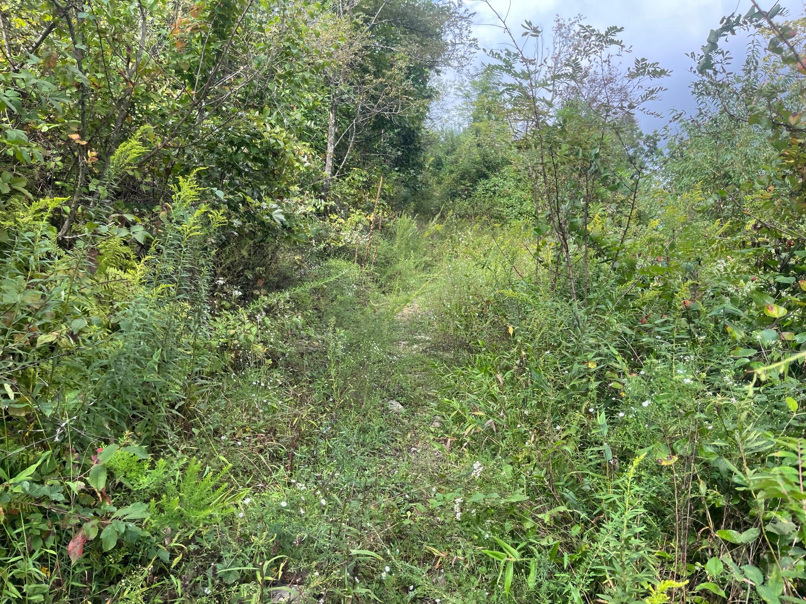 Duncan Hollow "trail" part four