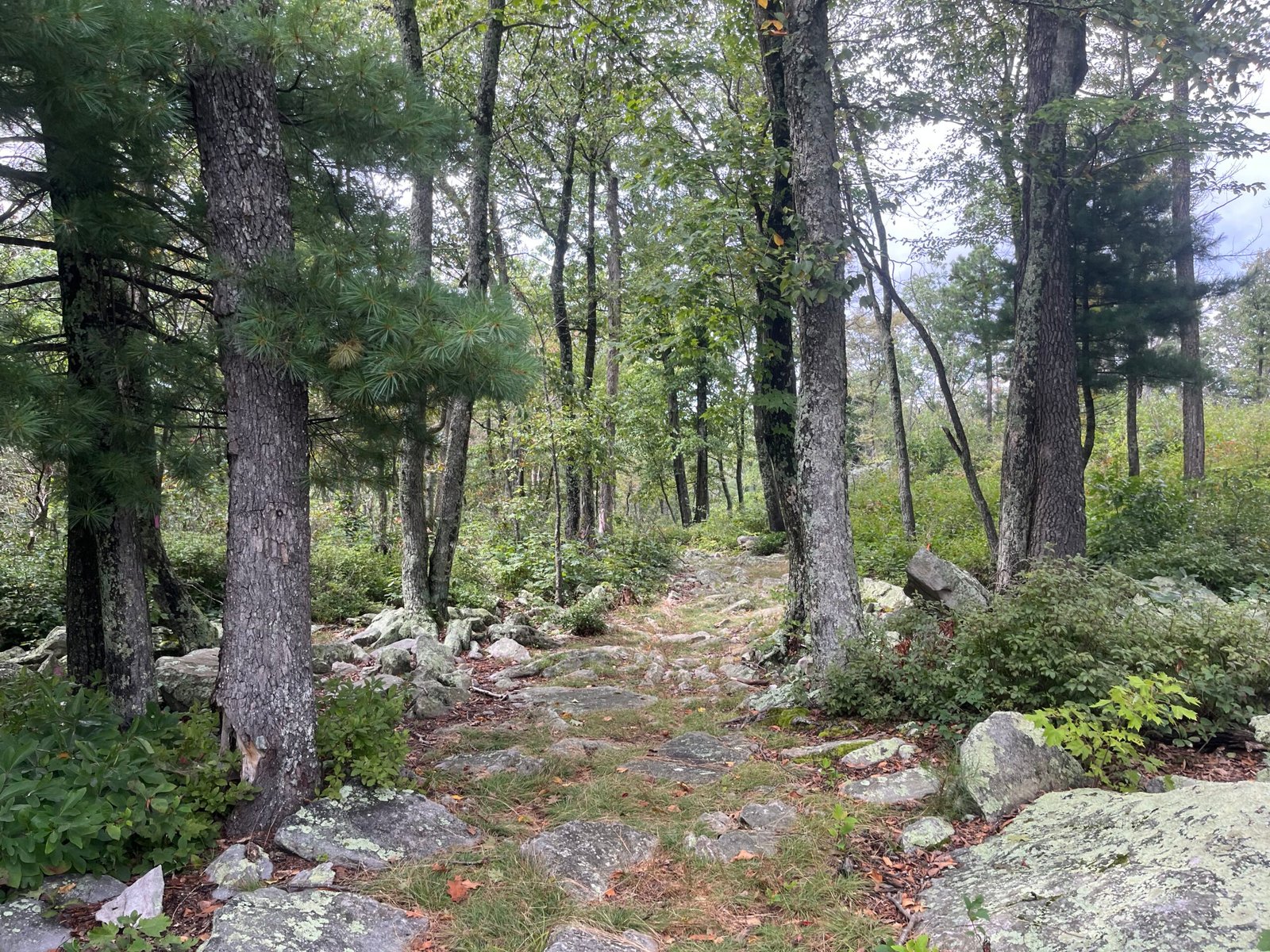 2026 The Ring Photo Album Top of Duncan Hollow trail