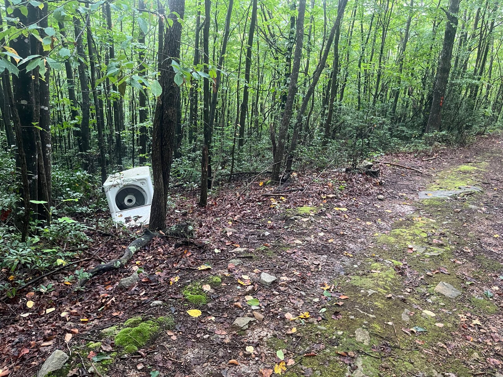 Forest Washer