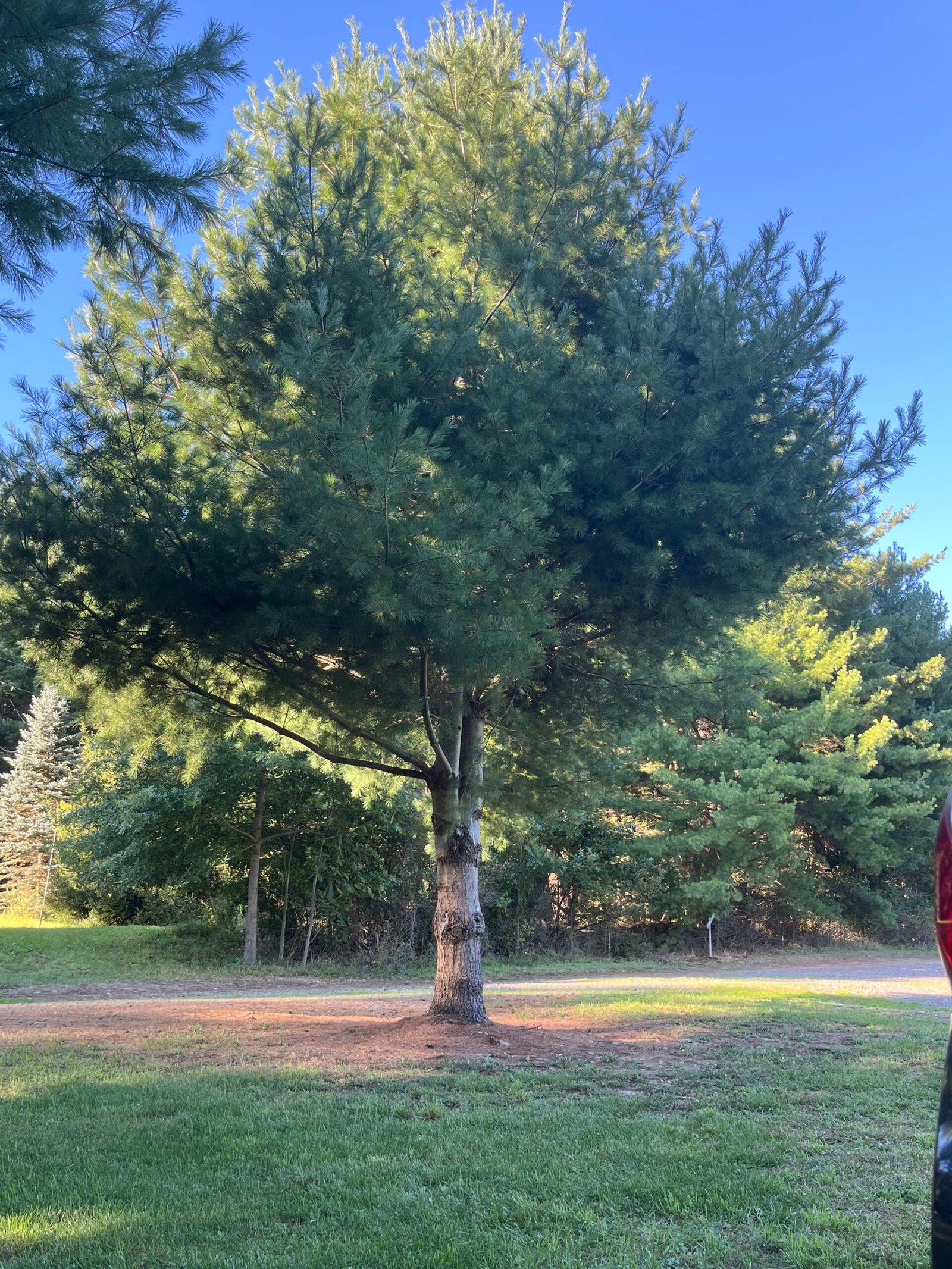 Tree right beside campsite