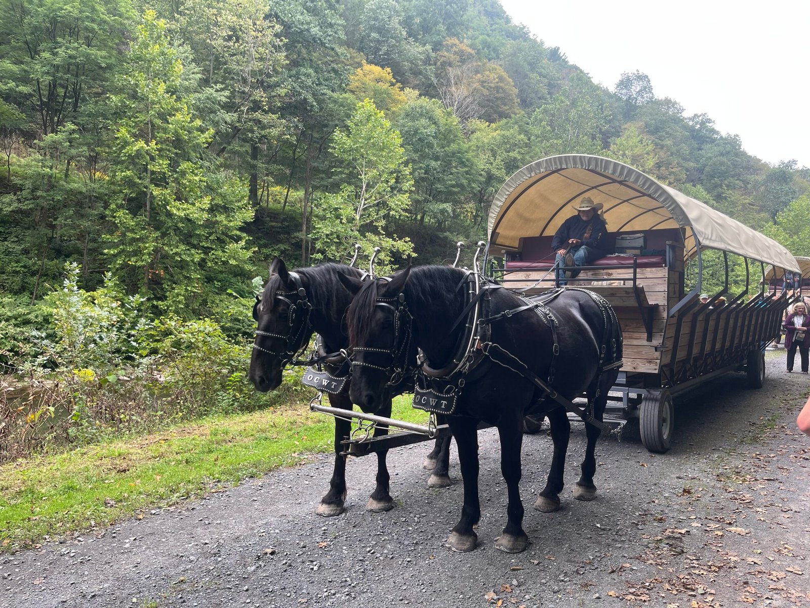 First set of horses