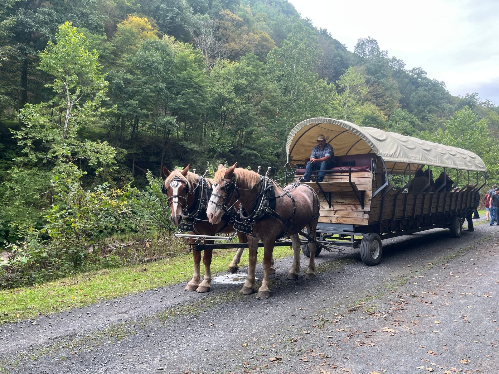 Second set of horses